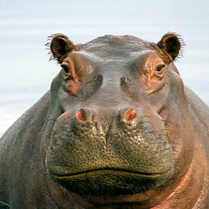 Meet your Posher, Zane